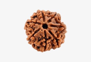 Nepal Origin 7 Mukhi Rudraksha